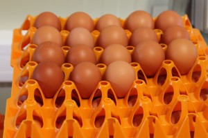 IMG_4867oeufs